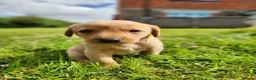Labrador Retriever dogs for sale: Quality KC Fox Red Labradors  - Advert 14