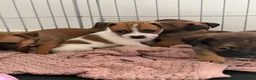 Jackshund dogs for sale: Jack Russell X Dachshund pups - Advert 4