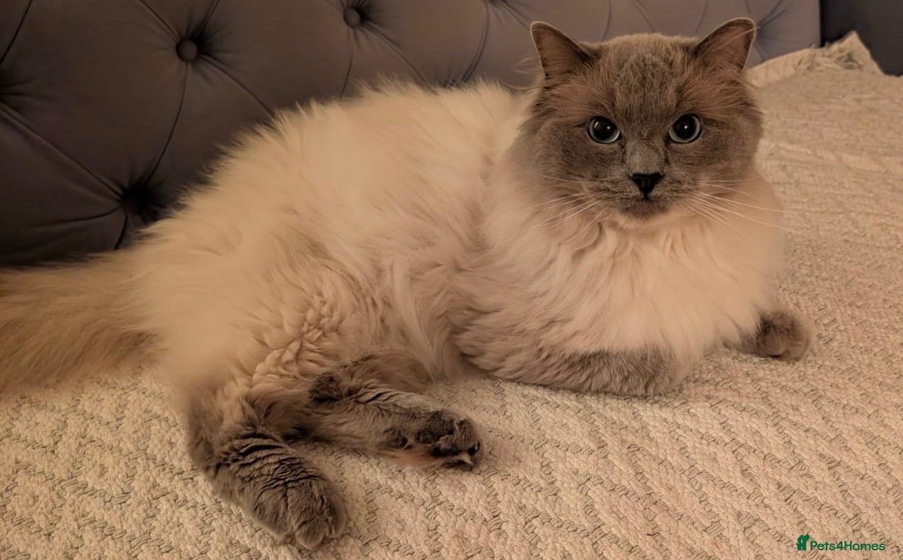 Ragdoll cats Proven GCCF Registered Stud - Advert 1
