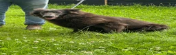 German Shepherd dogs for sale: Adult blue German shepherd  - Advert 2