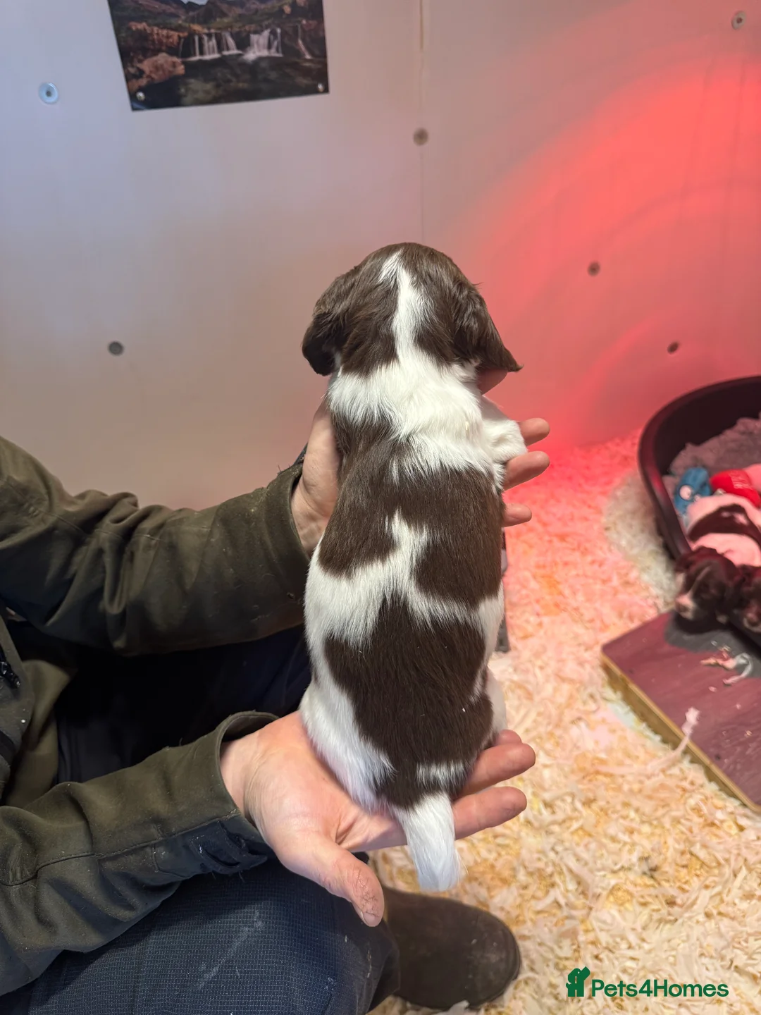 English Springer Spaniel dogs for sale: Outstanding working ESS KC registered pups in Horley - Advert 10