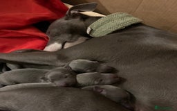 Whippet dogs for stud: BLUE PEDIGREE KC REGISTERED WHIPPET AT STUD in Salisbury - Image 9