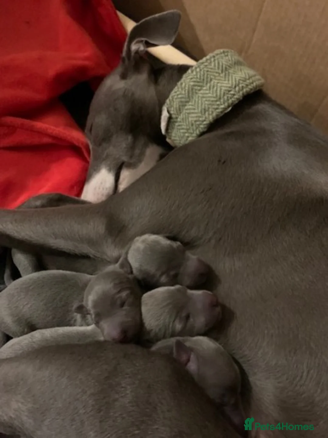 Whippet dogs for stud: BLUE PEDIGREE KC REGISTERED WHIPPET AT STUD in Salisbury - Advert 10