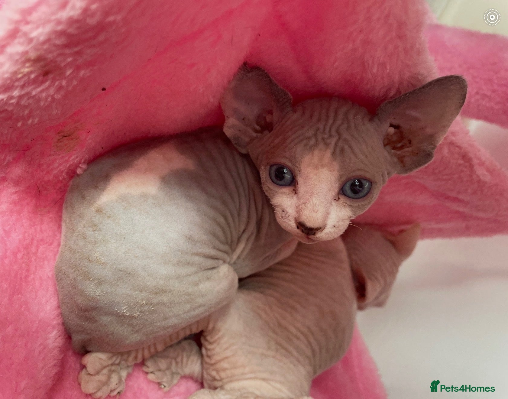 Sphynx cats Sphynx kittens ready in 3 weeks  - Advert 3