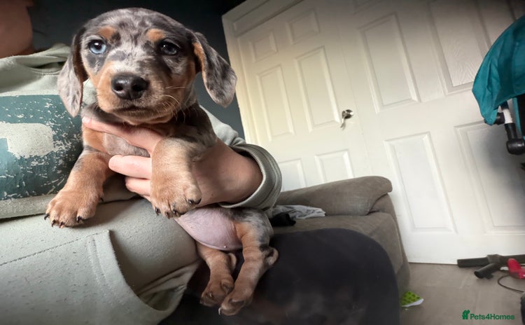 Dachshund dogs Isabella, pied, dapple dachshund  - Advert 1