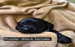 Mixed Breed dogs for sale: Gorgeous pup's for sale - Advert 12