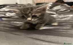 American Shorthair cats for sale: Beautiful kittens for sale - Image 4