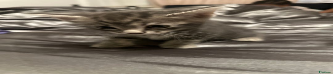 American Shorthair Kitten 2