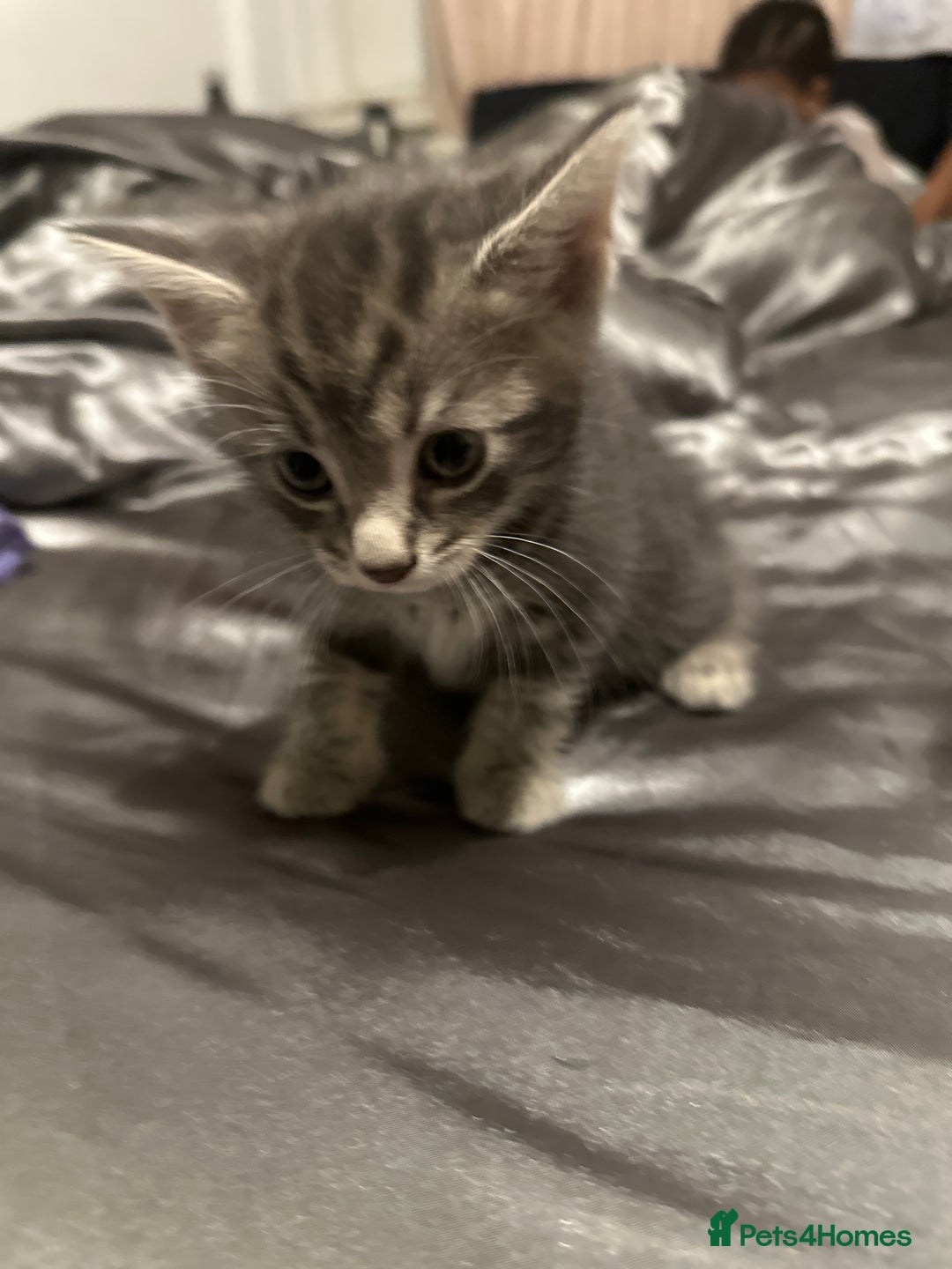 American Shorthair cats for sale: Beautiful kittens for sale - Image 4