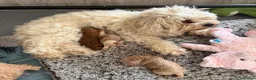 Maltipoo dogs for sale: 🐾 F1b Maltipoo Puppies Available – Bingham 🐾 in Nottingham - Advert 12
