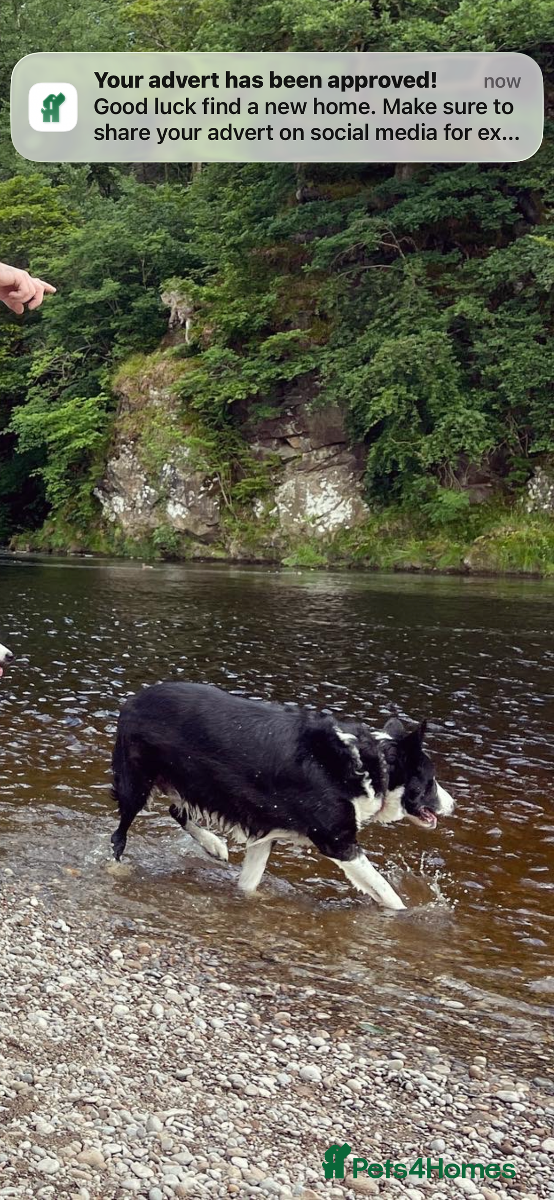 Border Collie dogs for sale: Buddy - Border Collie - Advert 4