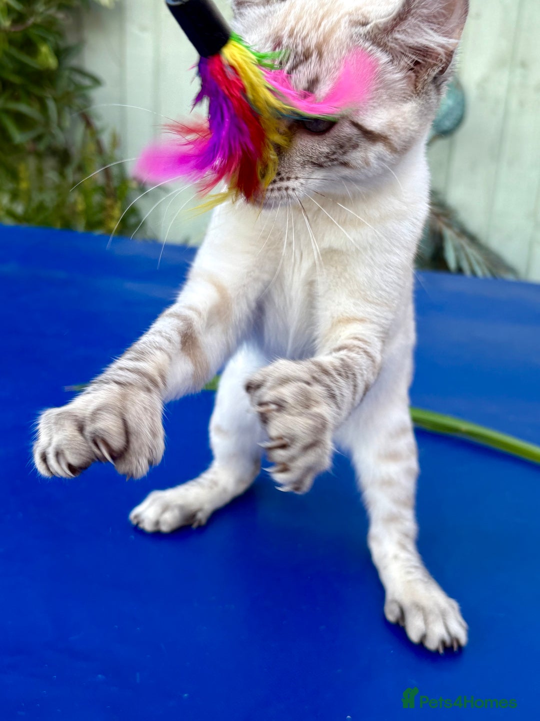 Keetso cats for sale: Wild looking polydactyl curled eared snow leopard  - Image 15