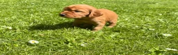 Cocker Spaniel dogs for sale: Litter of Cute Cocker Spaniels in Liverpool - Advert 11