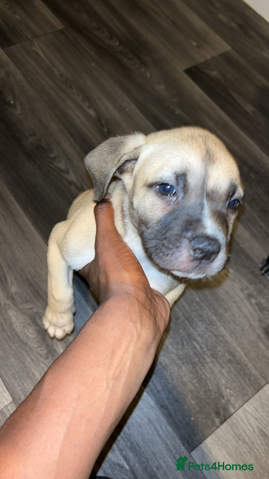 Mixed Breed dogs for sale: American Bull Mastiff - Image 4