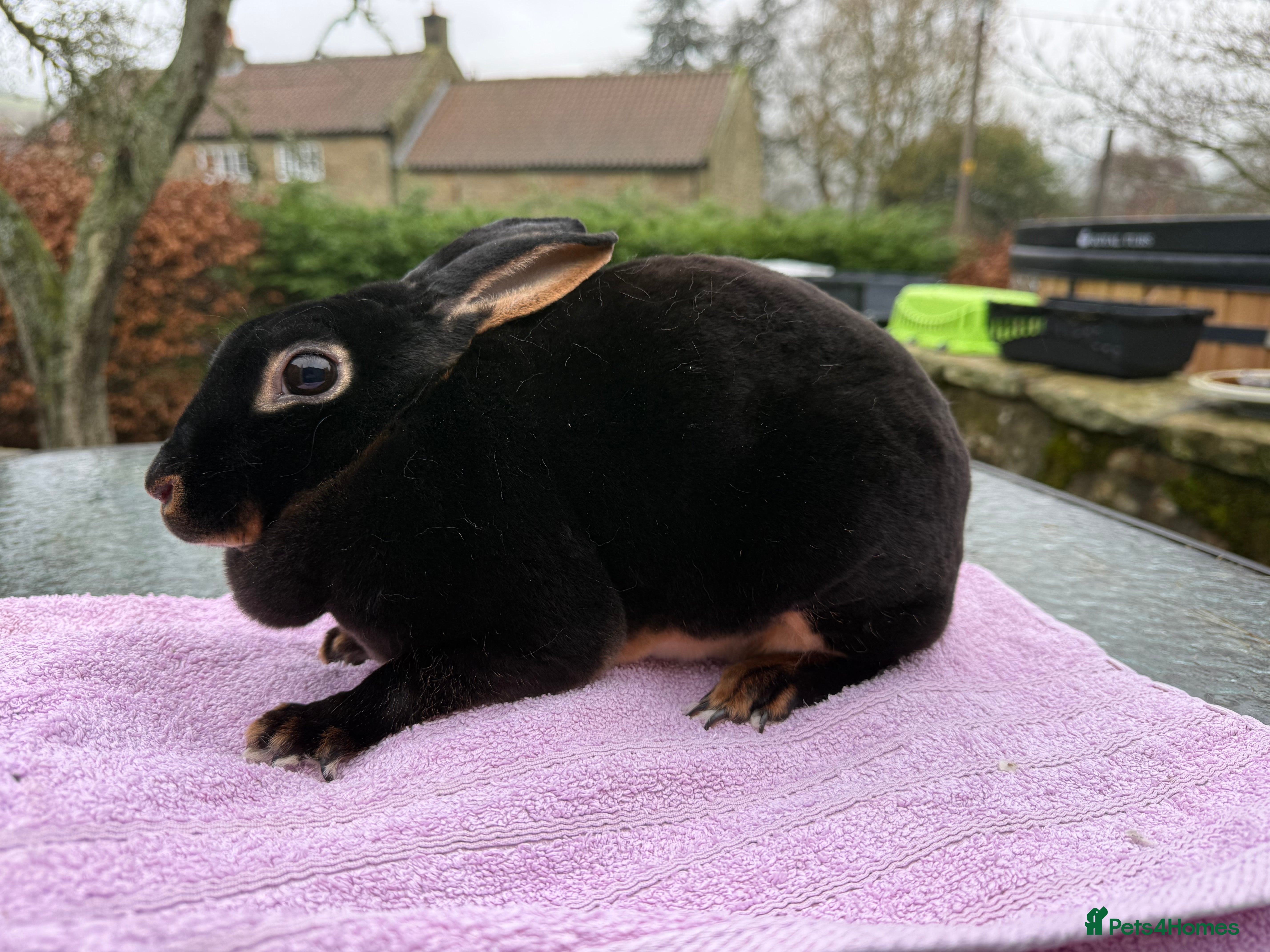 Rex rabbits Purebred Adult and Junior Mini Rex Available - Advert 16