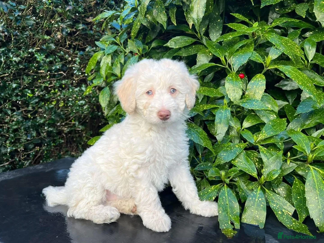 Bordoodle dogs for sale: F1b Bordoodle, DNA testing,full refund guarantee  - Advert 12