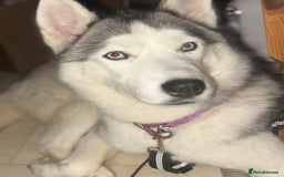 Siberian Husky dogs for sale: Blue Eyed Husky Girl - Image 10