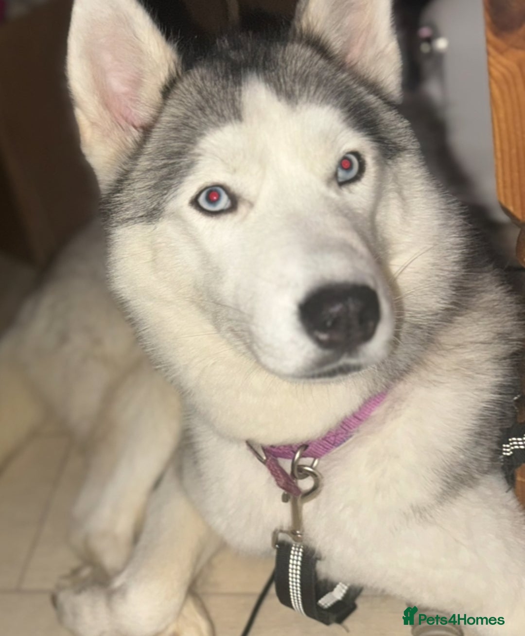 Siberian Husky dogs for sale: Blue Eyed Husky Girl - Image 10