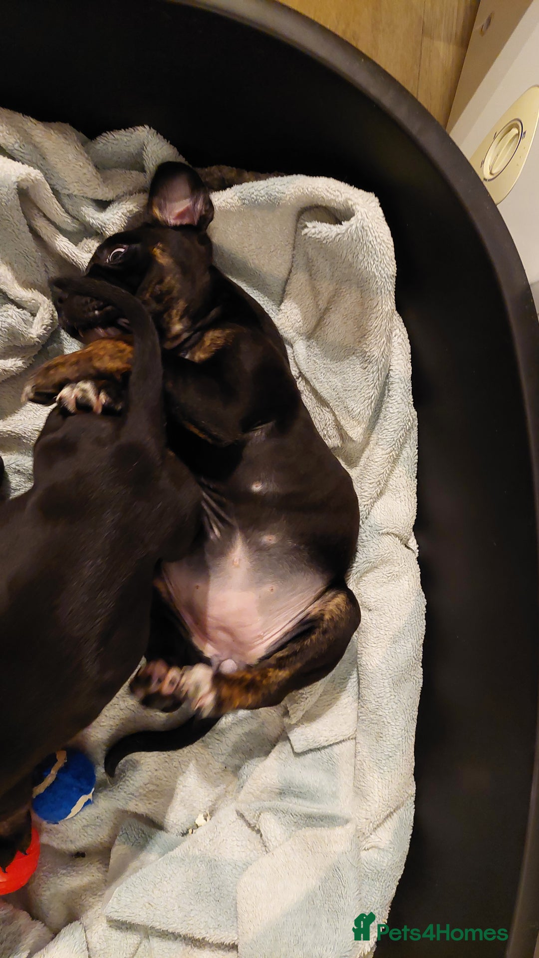 Mixed Breed dogs for sale: Cane Corso cross American bulldog puppy's  - Advert 11