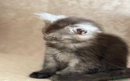 Maine Coon cats for sale: 🐾 100% GENUINE LARGE GCCF MAINE COON KITTENS - Image 14