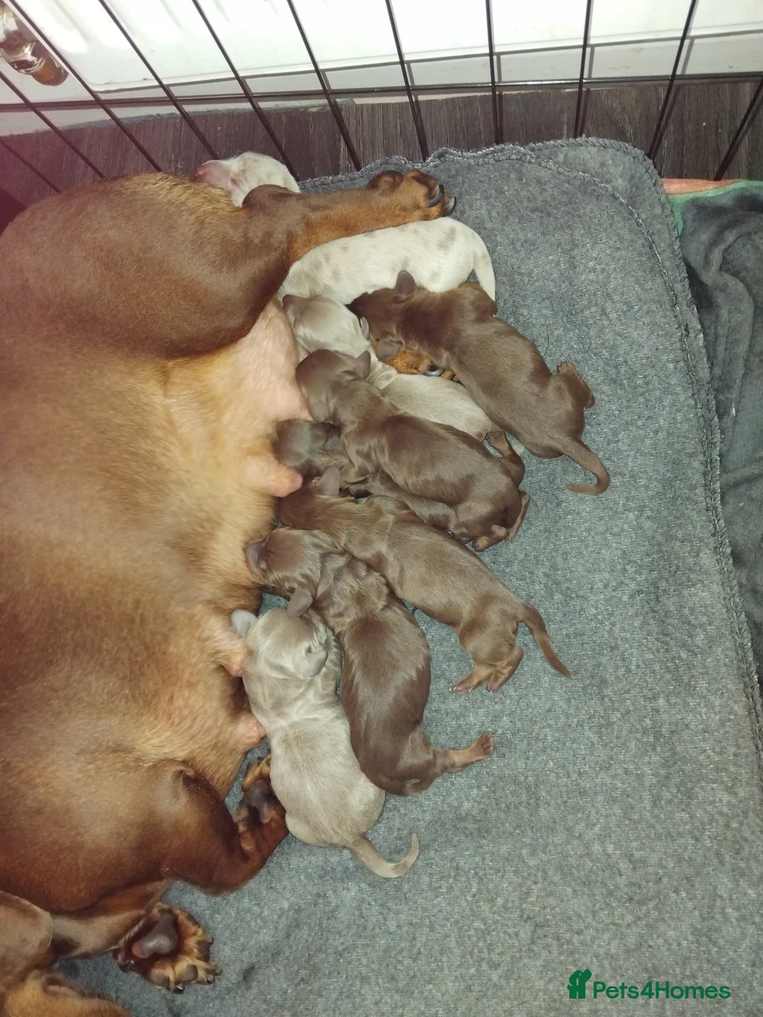 Dachshund dogs for sale: Bella - Advert 2