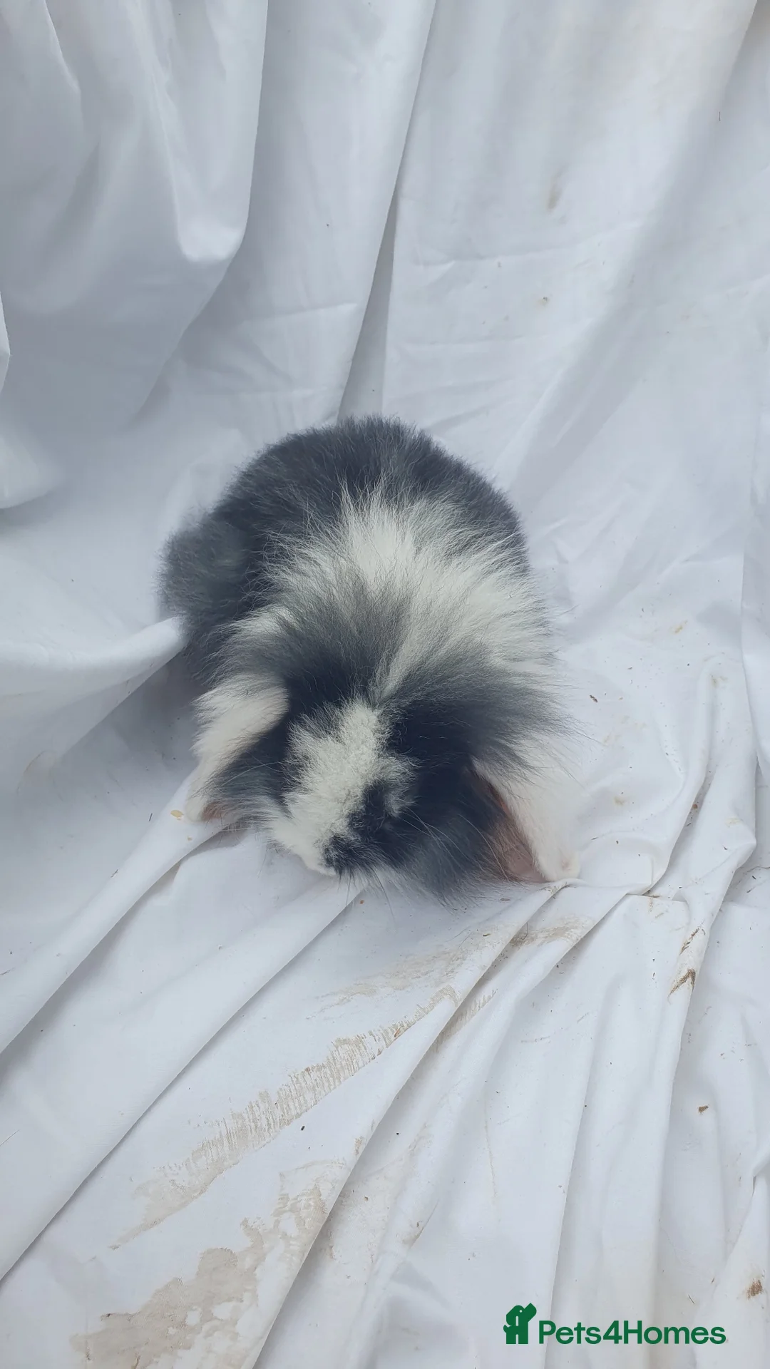 Mini Lop rabbits for sale: Mini lop  - Advert 1