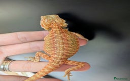 Bearded Dragon reptiles for sale: Baby Bearded Dragons ready now.  - Image 9