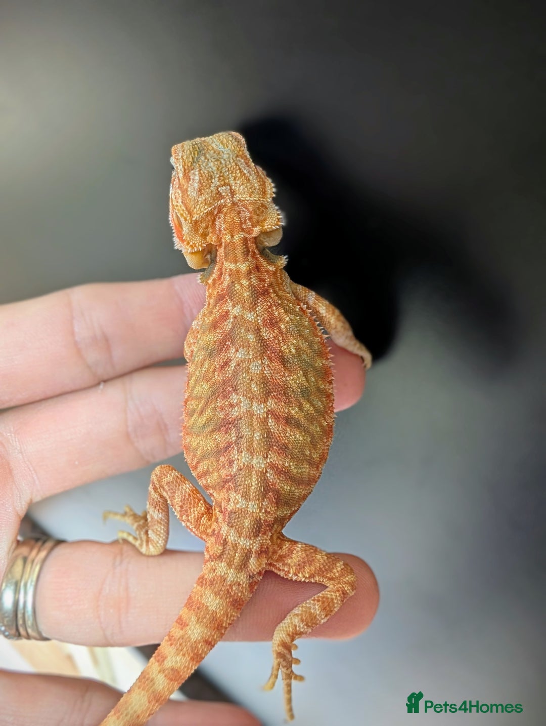 Bearded Dragon reptiles for sale: Baby Bearded Dragons ready now.  - Image 9