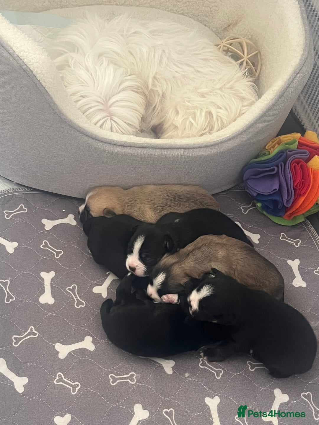 Mixed Breed dogs for sale: Frenchie x  - Advert 4