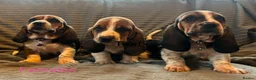 Basset Hound dogs for sale: Basset Hound puppies for sale - Advert 3