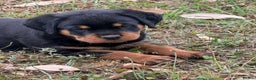 Rottweiler dogs for sale:  lovely chunky beautiful Rottweiler puppies - Advert 3