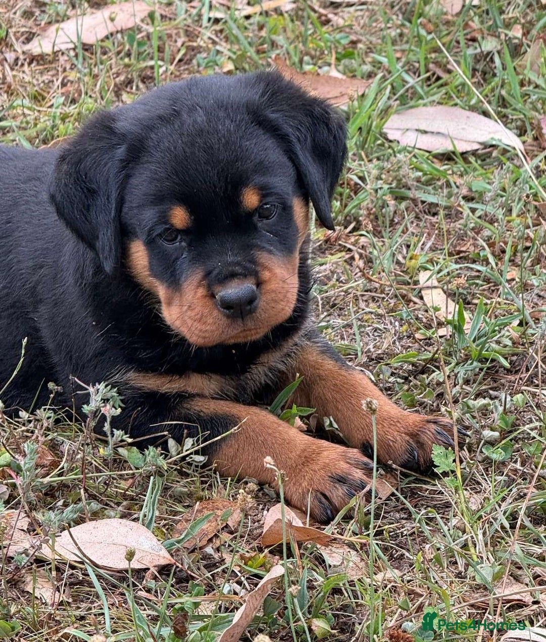 Rottweiler dogs for sale:  lovely chunky beautiful Rottweiler puppies - Advert 3