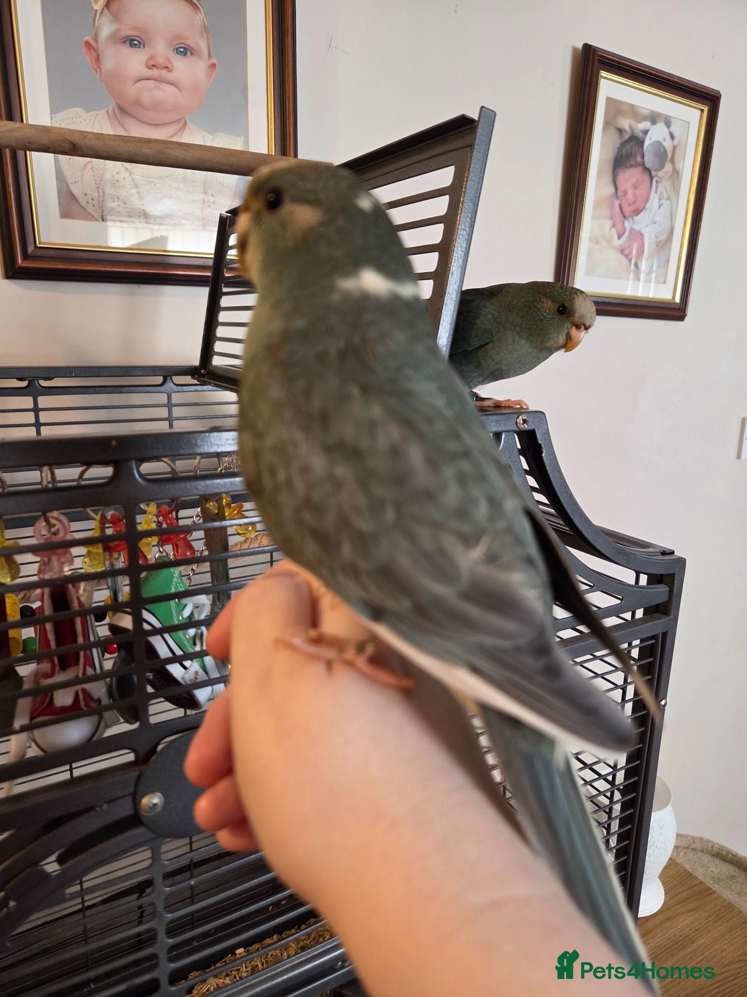 Parakeets birds Hand tame Kakariki babies - Advert 1