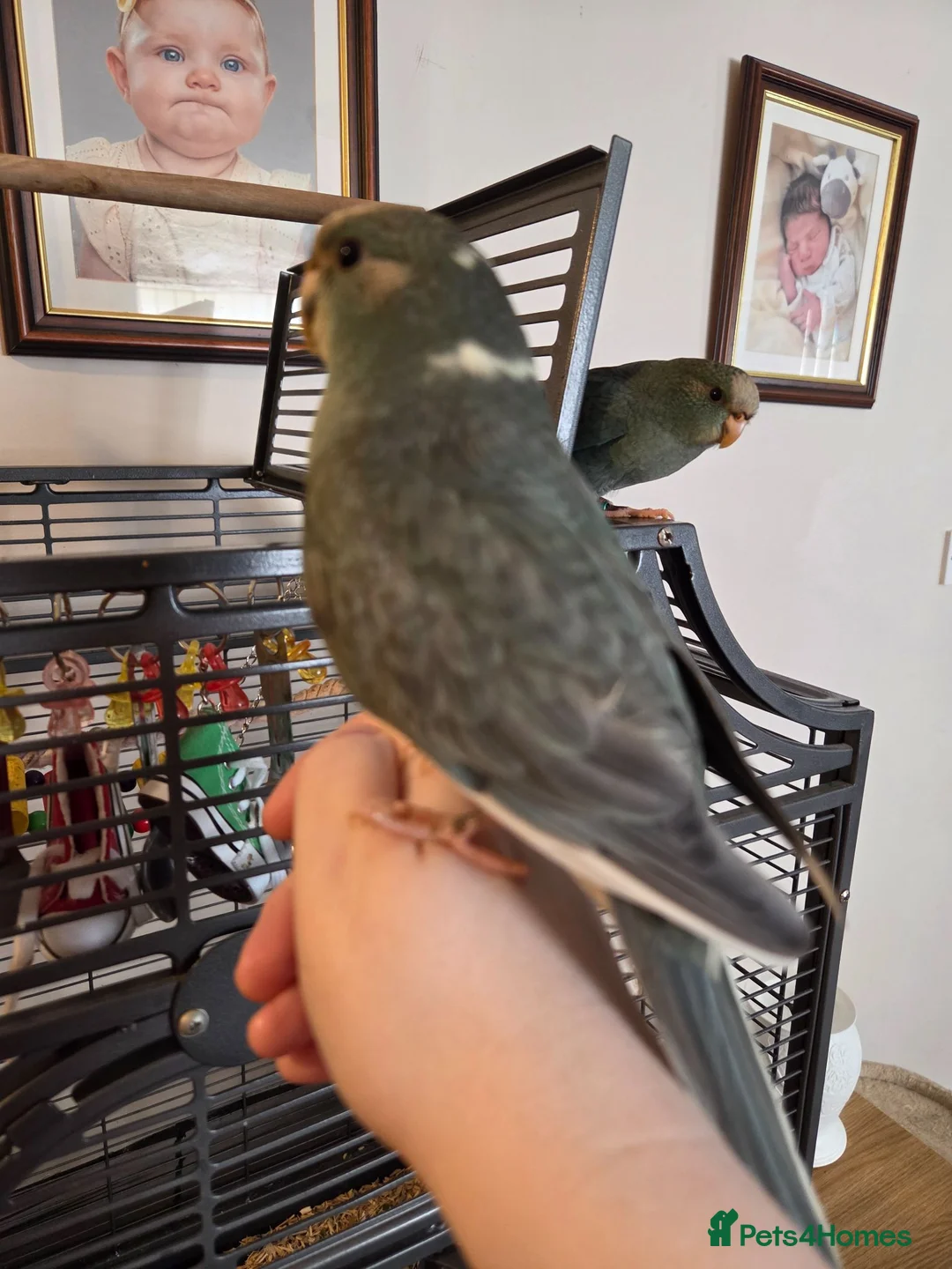 Parakeets birds for sale: Hand tame Kakariki babies - Advert 1