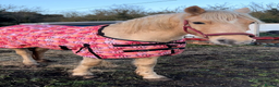 British Warmblood horses for sale: 9yr old warmblood x con palomino gelding in Tilbury - Advert 12