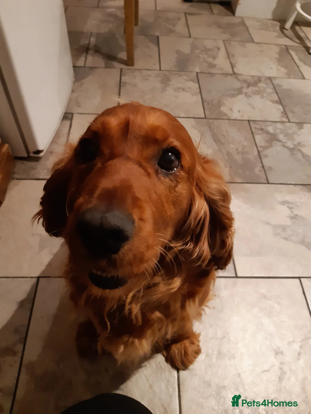 Cockapoo dogs for sale: Cockerpoo  - Advert 7