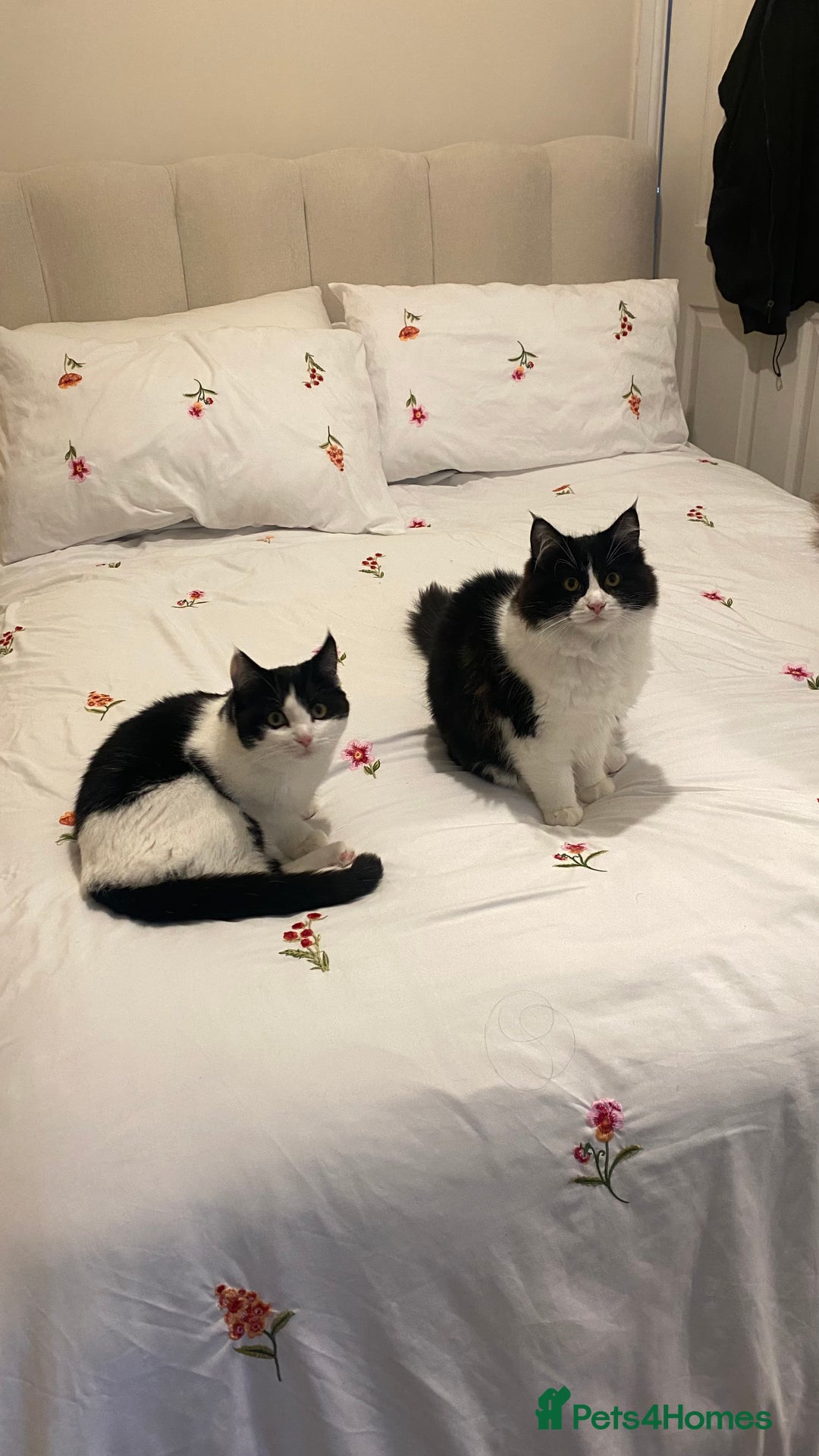 Mixed Breed cats for sale: Kittens for sale Mixed ragdoll 2 brothers  - Advert 4