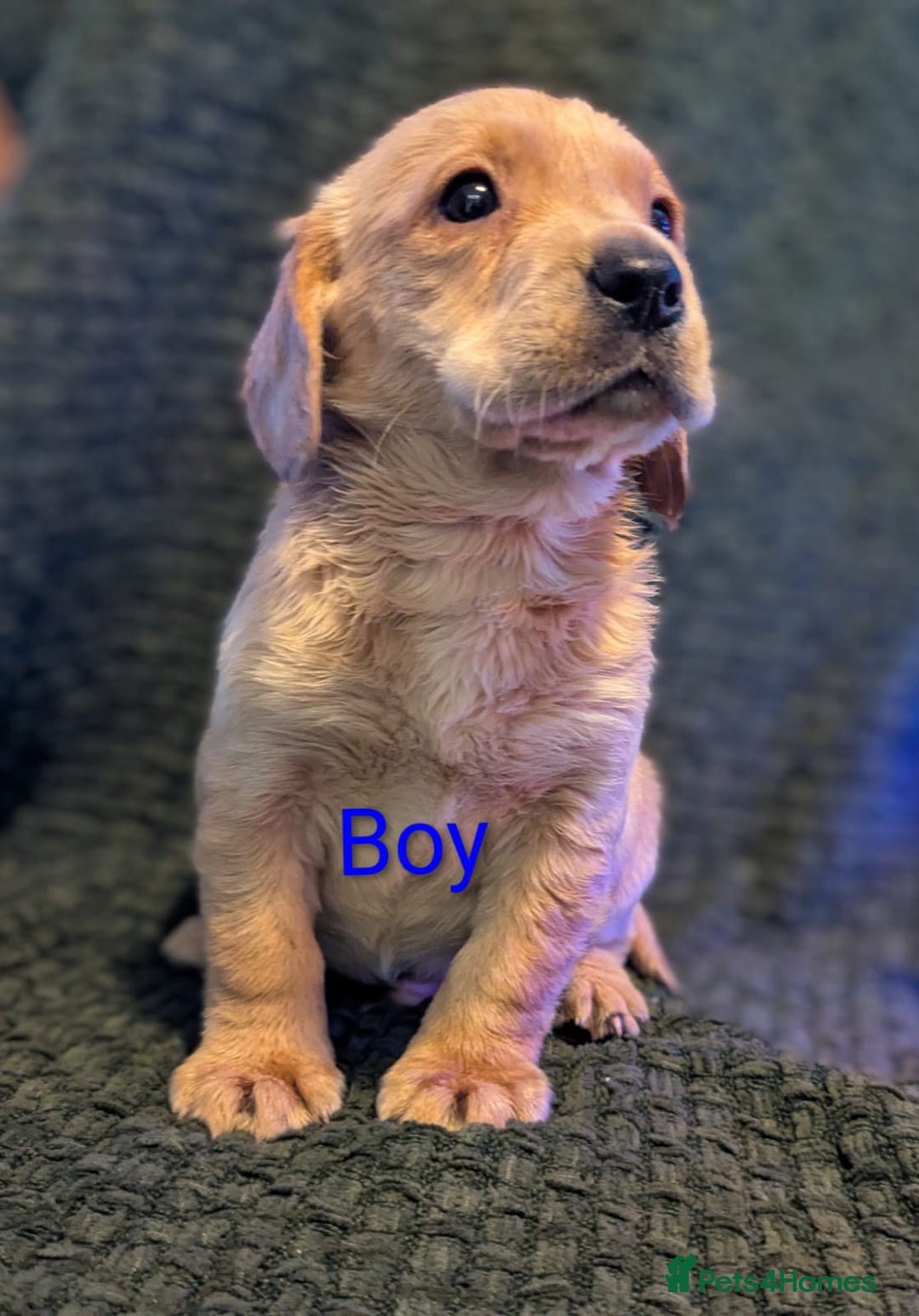 Cockerdor dogs for sale: Cockador Puppies - Advert 17