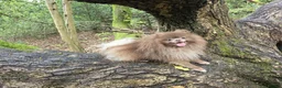 Pomeranian dogs for sale: Lilac RKC registered pomeranian male in Sevenoaks - Advert 3