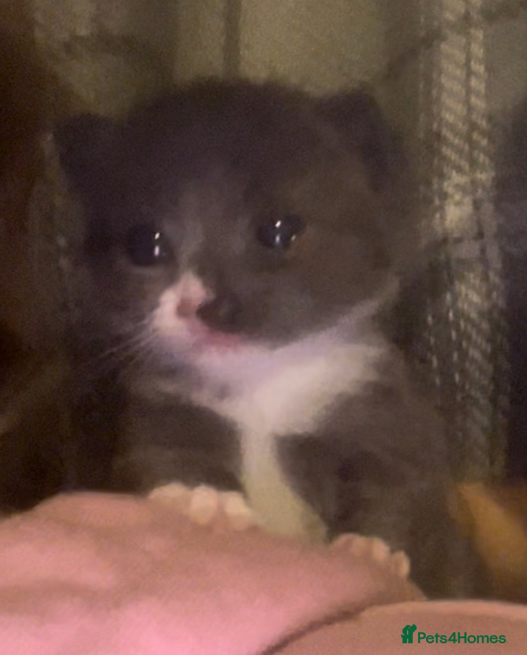 Domestic Shorthair cats for sale: Tabby female kitten  - Image 3