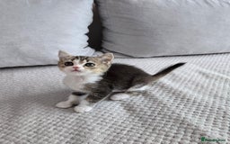 Scottish Fold cats for sale: Scottish Straight purebred kittens  - Image 2