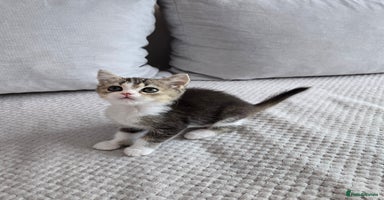 Scottish Fold cats - Advert 7