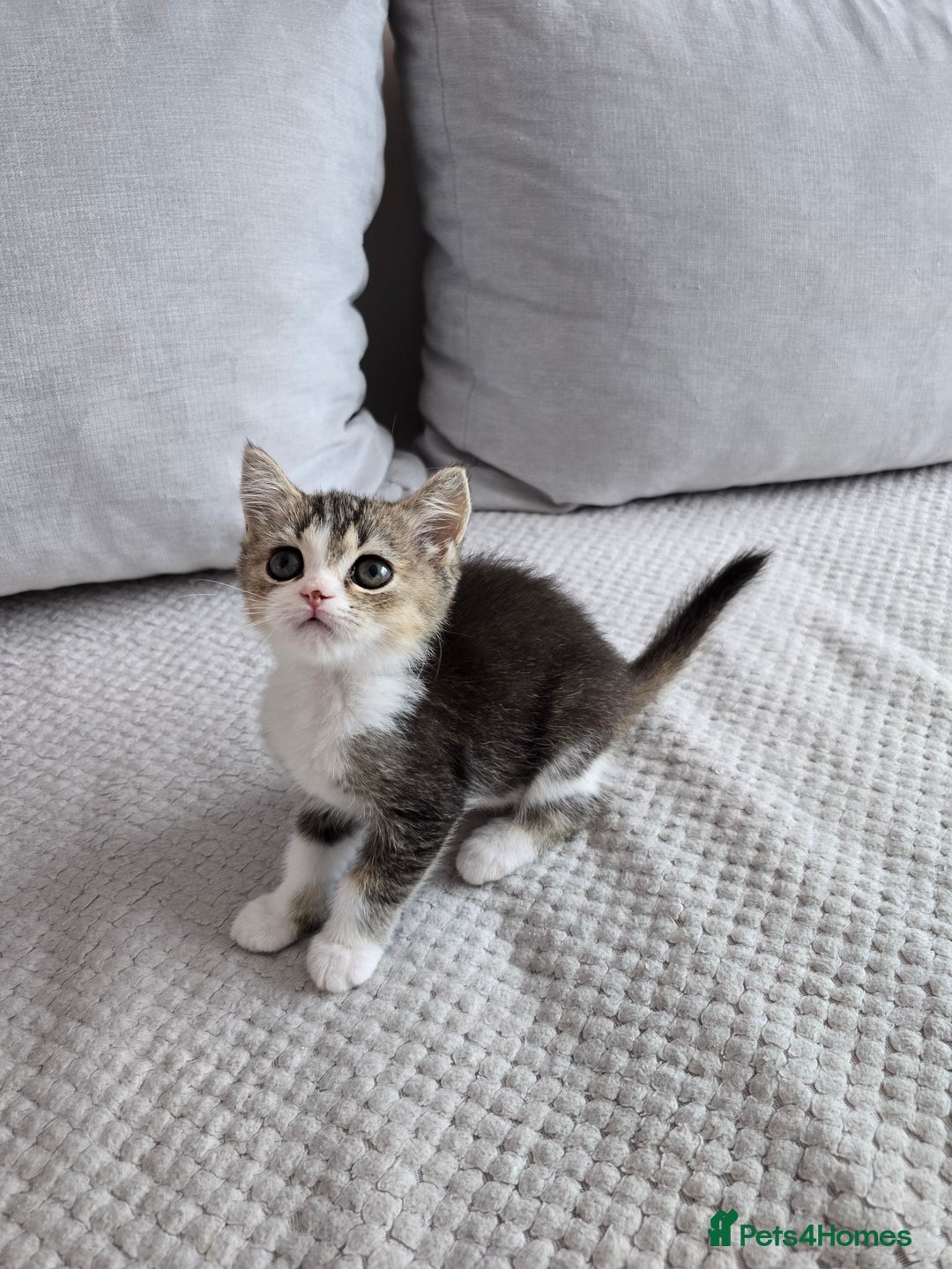 Scottish Fold cats for sale: Scottish Straight purebred kittens  - Image 2