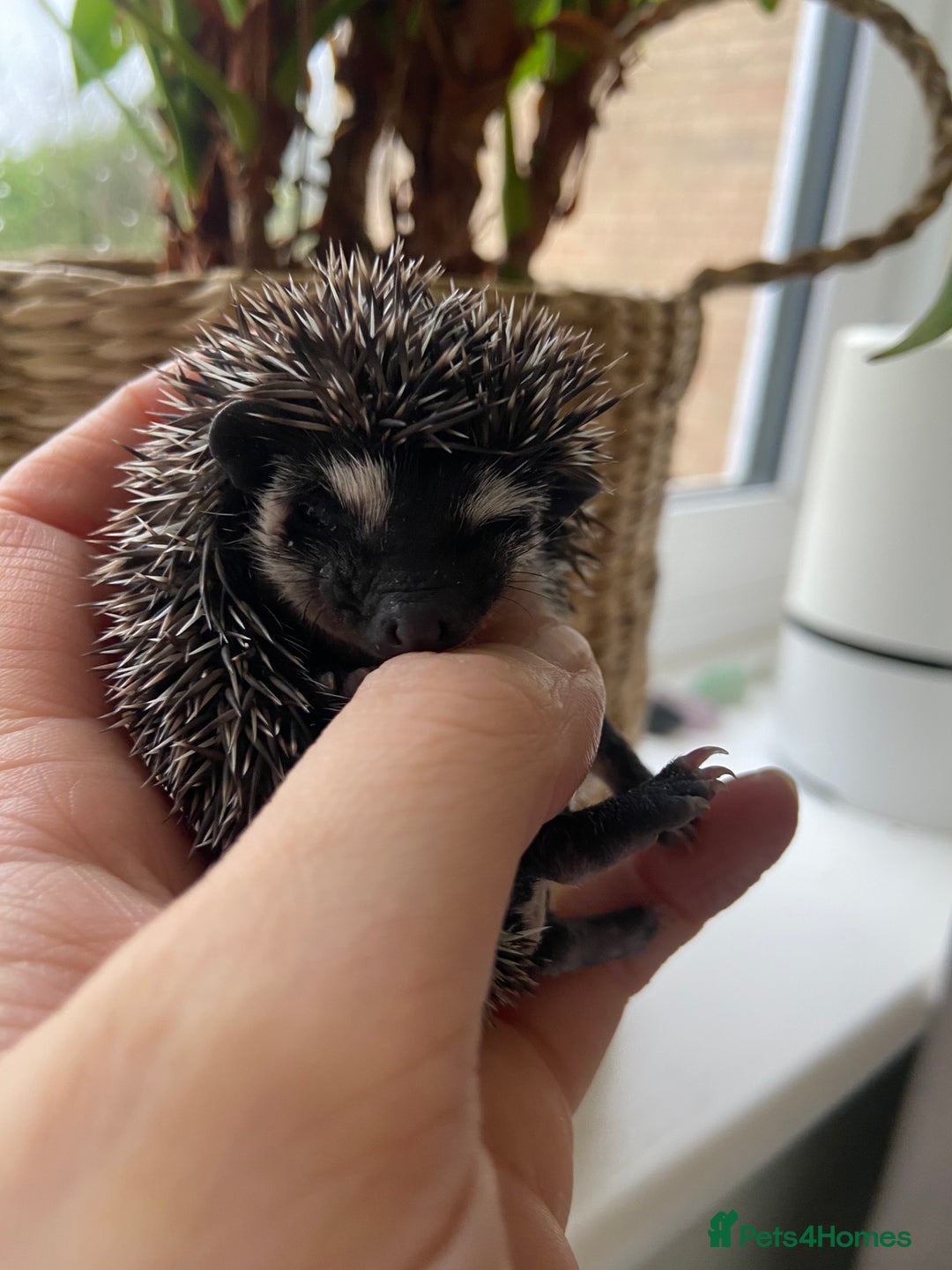 Pygmy Hedgehog rodents for sale: 🎄 Christmas Hoglets | New Litter in the Nest 🦔 - Image 4