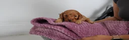 Cavapoo dogs for sale: Cute Cavapoo Puppies Looking for Forever Homes - Advert 4