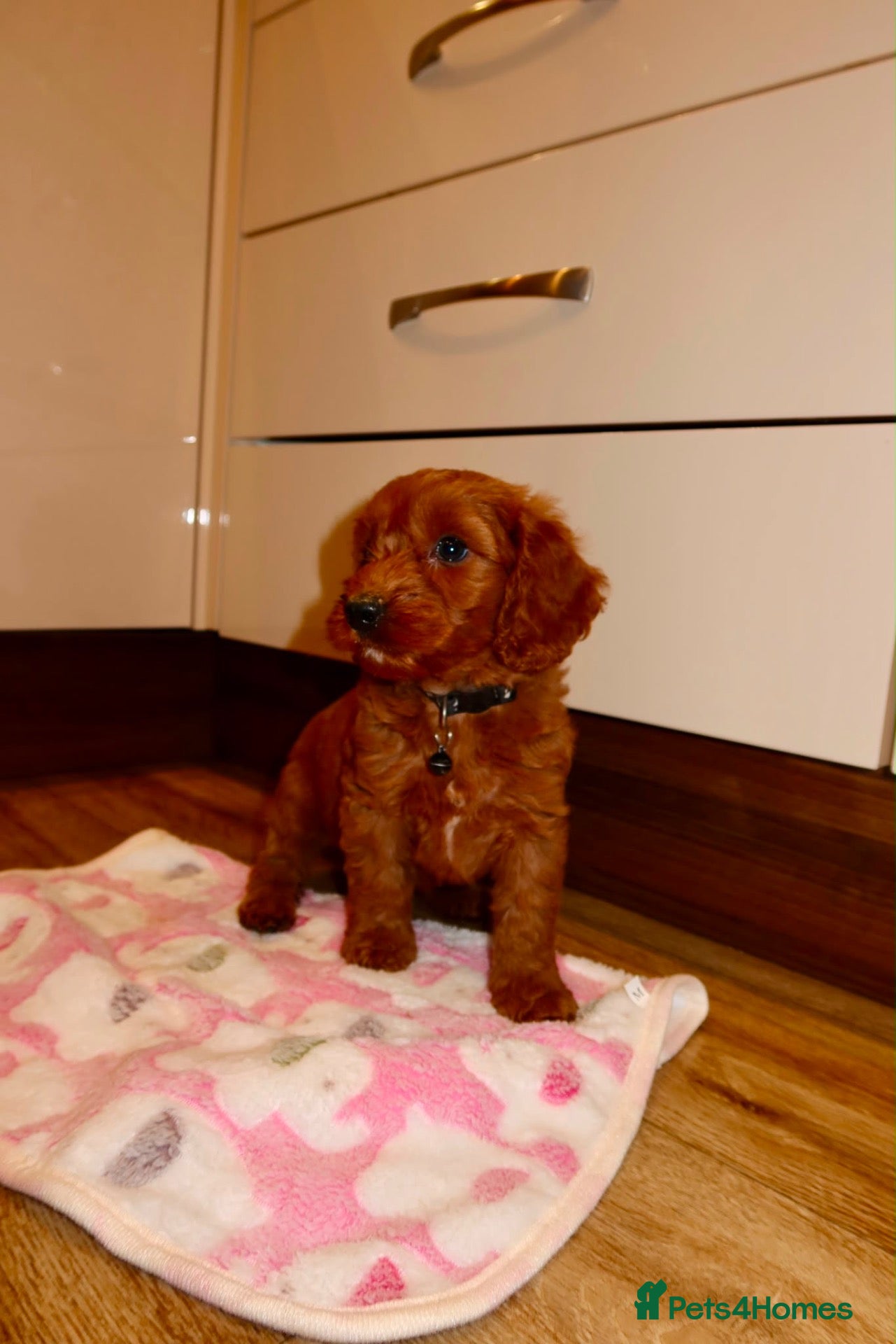 Cockapoo dogs Red cockapoo puppies  - Advert 2