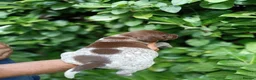 Mixed Breed dogs for sale: Pointer x Brittany  - Advert 10