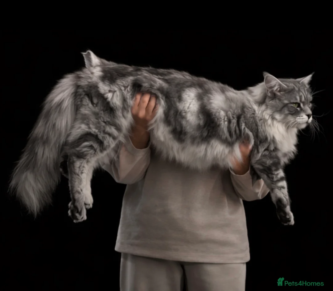 Maine Coon cats for stud: TICA champion SEVERAL STUDS AVAILABLE  - Advert 2