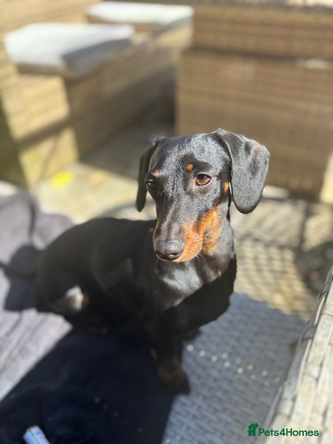 Miniature Dachshund dogs for sale: Beautiful Mini Dachshund girl  - Image 2