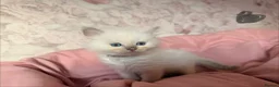 Ragdoll cats for sale: 🌟RAGDOLL KITTENS 🌟 - Advert 14